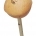 Gourd Music Shaker 02 (Single Head - large)
