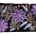 Clutch Purse 11
